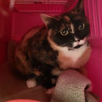 Peluche, chatte à adopter