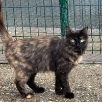 Musa (réservée), chatte à adopter