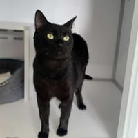 GABY, chat à adopter