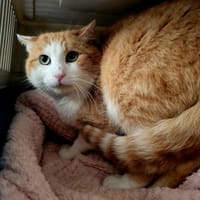 Bidochon, chat à adopter