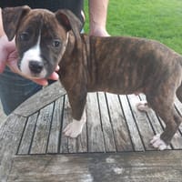 Asgard, chien à adopter