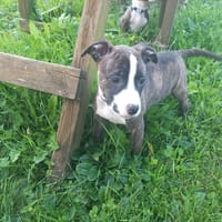 Artemis, chienne à adopter