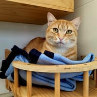 HUGO, chat à adopter