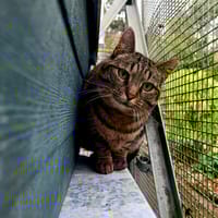 Reneva, chatte à adopter