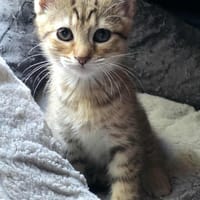 amaya, chatte à adopter