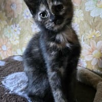 Atika, chatte à adopter