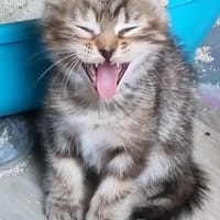 Alaska, chatte à adopter