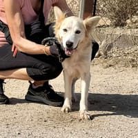 COPITO (Maria), chien à adopter