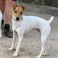 MARIO (Maria), chien à adopter