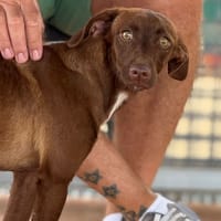 HEIDI (Maria), chienne à adopter