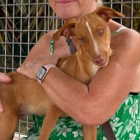 STEFFI (Maria), chienne à adopter