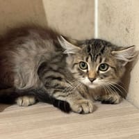 Aslan, chat à adopter