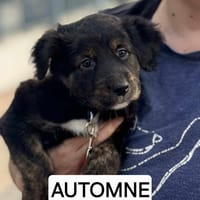 Automne, chienne à adopter