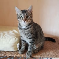 Coca, chat à adopter