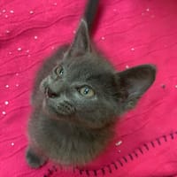Salem, chat à adopter