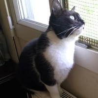 Diva, chatte à adopter