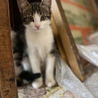 Alba de Sucy, chatte à adopter