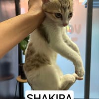 Shakira, chatte à adopter