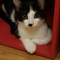 Cola, chat à adopter