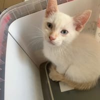 Snow, chat à adopter