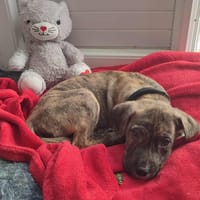 Dracula, chien à adopter