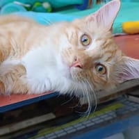 ARROW, chat à adopter