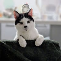 EMIE, chatte à adopter