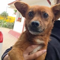 Dante, chien à adopter