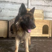 Fibus, chien à adopter