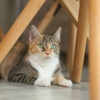 Adhara, chatte à adopter