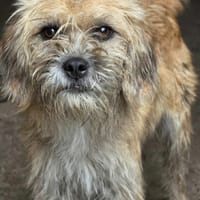 Sabra, chienne à adopter