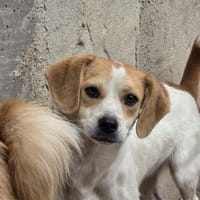 Boukha, chienne à adopter