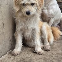Tuica, chienne à adopter