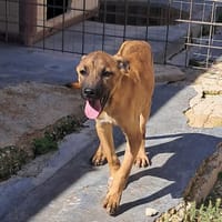 TIM nato ad giugno 2025, cane da adottare