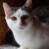 PABLO, chat à adopter