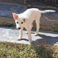 Ciao, sono DADA!, cane femmina da adottare
