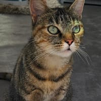 BALI, chatte à adopter