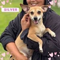 Silver, cane femmina da adottare