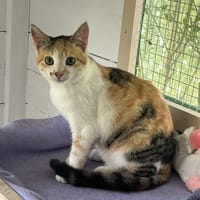 JAVA, chatte à adopter