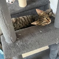 SUMATRA, chat à adopter