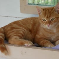 SUMBA, chat à adopter
