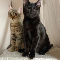 Aura et Maya, chatte à adopter