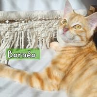 BORNEO, chat à adopter