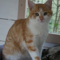 GILI, chat à adopter