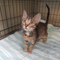 Shadow, kot do adopcji