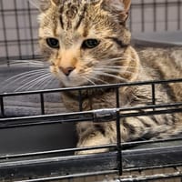 Maria, kotka do adopcji