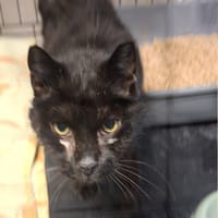 Maurycy, kot do adopcji