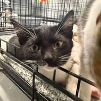 Bezik, kot do adopcji