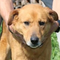 Dunci - verschmuster, lieber Rüde, Hund zur Adoption