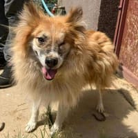 Liyora 5 Jahre 40 cm, Hündin zur Adoption